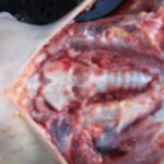 Raped naked chinese girl