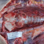 Raped naked chinese girl