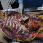 Autopsy of stabbed girl