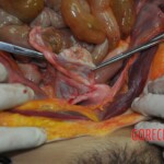 Autopsy of stabbed girl