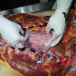 Autopsy of stabbed girl