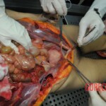 Autopsy of stabbed girl