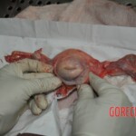 Autopsy of stabbed girl