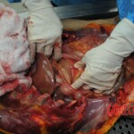 Autopsy of stabbed girl