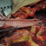 Autopsy of stabbed girl