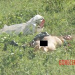 Murdered Brazilian woman in field