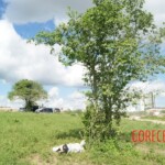 Murdered Brazilian woman in field