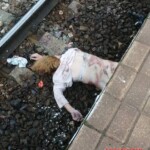 Woman crushed by train