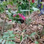 Hedel Contreras Rosario