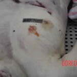 Autopsy of young woman