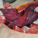 Autopsy of young woman