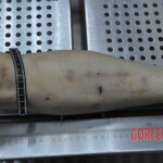 Autopsy of young woman