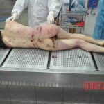 Autopsy of young woman