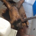 Murdered rotten female