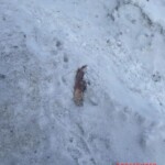 Woman crushed by haul truck