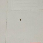 Shot dead by her fiance