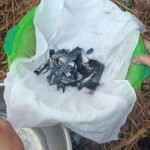 Shot dead by her fiance