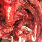 Dead woman in morgue