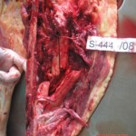 Dead woman in morgue