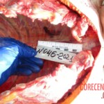 Dead woman in russian morgue