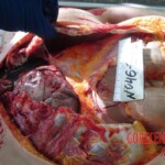 Dead woman in russian morgue