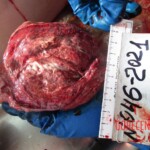 Dead woman in russian morgue