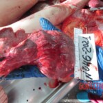 Dead woman in russian morgue