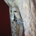 Mummies from Guanajuato