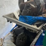 Paria diving tragedy