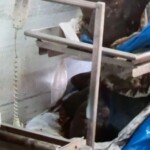 Paria diving tragedy