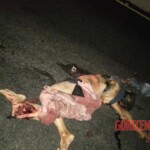 Woman massacred by car