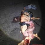 Woman massacred by car