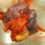 Autopsy of latina girl