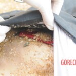 Drowned Chinese girl