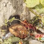 Female suicide bomber