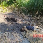 Corpse of girl in shallow grave