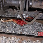 Woman dismembered by train