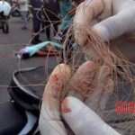 Decapitated female motorcyclist