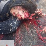 Young woman's brain splattered on road