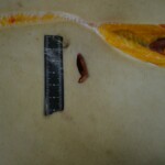 Autopsy of stabbed girl