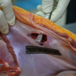 Autopsy of stabbed girl