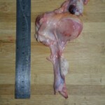 Autopsy of stabbed girl