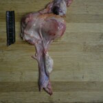 Autopsy of stabbed girl