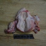 Autopsy of stabbed girl