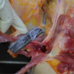 Autopsy of stabbed girl