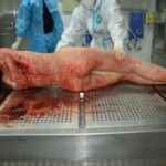 Autopsy of stabbed girl