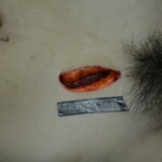 Autopsy of stabbed girl