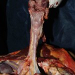 Autopsy of stabbed Chinese girl