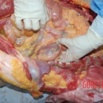 Autopsy of Chinese female