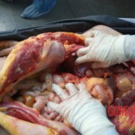 Autopsy of Chinese female